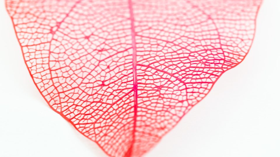 Close up of a leaf skeleton