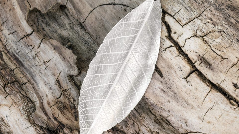 Silver leaf pendant on a drift wood background